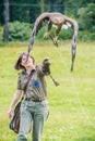 A captive white-tailed eagle Haliaeetus albicilla is launched for flight from a FalconerÃ¢â¬â¢s gloved hand