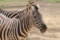 Captive zebras posing against background Royalty Free Stock Photo