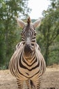 Captive zebras posing against background