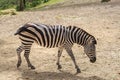 Captive zebras posing against background Royalty Free Stock Photo