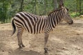 Captive zebras posing against background