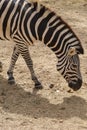 Captive zebras posing against background