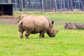 Captive Southern White Rhino on lush grass