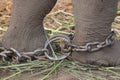 Captivity; elephant chained Royalty Free Stock Photo