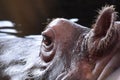 HIPPO , RELAXING IN HIS POOL IN THE ZOO