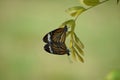 Double Delight - Butterflies perched on a leaf