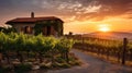 Golden Sunset Over Lush European Vineyard