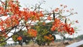Gulmohar or Flame of the forest or Royal poinciana, flamboyant Delonix regia with flowers.