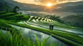 Rice terraces in Vietnam. Beautiful landscape of Vietnam with rice terraces during sunrise