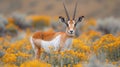 Capture the captivating pronghorn antelope amidst blooming wildflowers in the untamed wilderness of Utah, a haven for wildlife and Royalty Free Stock Photo