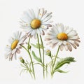 The Charm of Daisy: Stunning Watercolor for Your Creative Projects AI Generated
