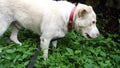 Capture the charm of a domesticated White Himalayan Shepherd Dog in Uttarakhand, India, indulging in a healthy feast of green