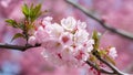 Capture Close up of cherry blossom tree in pink bloom background Royalty Free Stock Photo