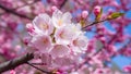 Capture Close up of cherry blossom tree in pink bloom background Royalty Free Stock Photo