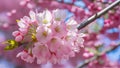 Capture Close up of cherry blossom tree in pink bloom background Royalty Free Stock Photo