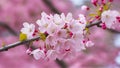 Capture Close up of cherry blossom tree in pink bloom background Royalty Free Stock Photo