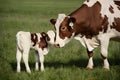 Capture Cow and calf share tender moment, embodying maternal love and bond