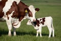 Capture Cow and calf share tender moment, embodying maternal love and bond