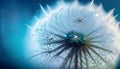 Macro Photo of Dandelion Seeds with Water Drops