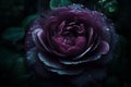 Ai Generative Beautiful dark purple rose with water drops on petals on black background Royalty Free Stock Photo