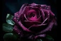 Ai Generative Beautiful dark purple rose with water drops on petals on black background Royalty Free Stock Photo