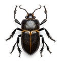 Black beetle isolated on white background. Front view.
