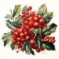 branch of a red currant, holly berries isolated on a background.