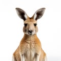 Portrait of a kangaroo isolated on a white background.