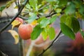 Orchard Treasures: Apple on the Tree