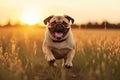 Joyful Pug Running in Sunset Light, AI Generated Royalty Free Stock Photo