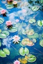 Tranquil Lotus Garden: Serene Beauty in Nature Royalty Free Stock Photo