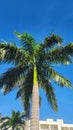 Tropical Tranquility: Palm Tree Elegance at Riu Palace Costa Mujeres, Mexico