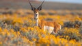 Capture the essence of Utah\'s wilderness with this stunning photo of pronghorn antelope amid vibrant wildflowers and vast Royalty Free Stock Photo