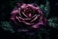 Ai Generative Beautiful dark purple rose with water drops on petals on black background Royalty Free Stock Photo