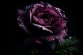 Ai Generative Beautiful dark purple rose with water drops on petals on black background Royalty Free Stock Photo