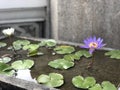 Serene Splendor: Explore Exquisite Water Lily Photos