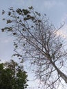 fascinating branches: tree gazing at the sunset