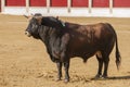 Capture of the figure of a brave bull of brown hair color in a bullfight