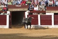 Capture of the figure of a brave bull in a bullfight going out of bullpens