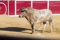 Capture of the figure of a brave bull in a bullfight Royalty Free Stock Photo
