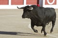 Capture of the figure of a brave bull in a bullfight