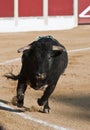 Capture of the figure of a brave bull in a bullfight