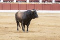 Capture of the figure of a brave bull in a bullfight