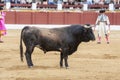 Capture of the figure of a brave bull in a bullfight