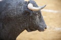 Capture of the figure of a brave bull in a bullfight Royalty Free Stock Photo