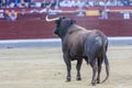 Capture of the figure of a brave bull in a bullfight