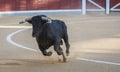 Capture of the figure of a brave bull in a bullfight Royalty Free Stock Photo