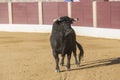 Capture of the figure of a brave bull in a bullfight