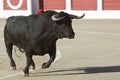 Capture of the figure of a brave bull in a bullfight Royalty Free Stock Photo