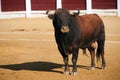 Capture of the figure of a brave bull in a bullfight